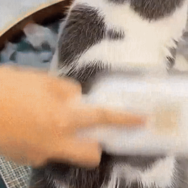 Revolucionária Escova a vapor 3-1 para cães e gatos Limpeza Eficiente, Banho Relaxante e Penteado Perfeito! Descubra a Inovação em Cuidados com Animais de Estimação com Nossa Escova de Limpeza a Vapor para Gatos e Cães