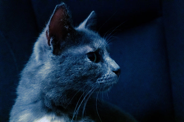 A história incrível do gato Smudge e sua experiência espiritual que mudou sua vida e de Sarah para sempre!