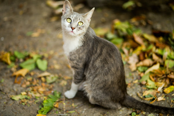 Porque é que os gatos Ronronam?