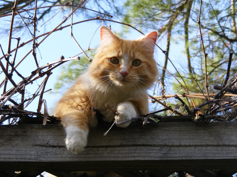 Afinal o gato é carnívoro, herbívoro ou omnívoro?