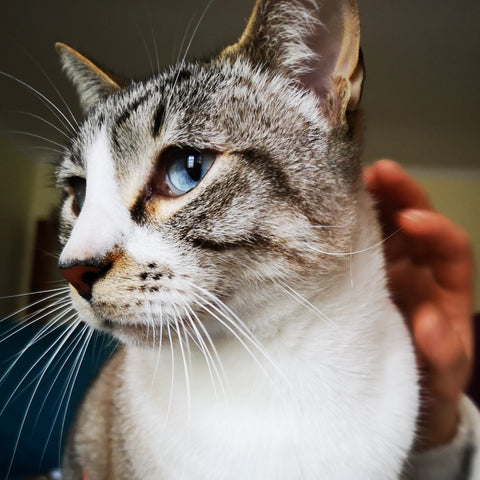 Acessórios cão e gato