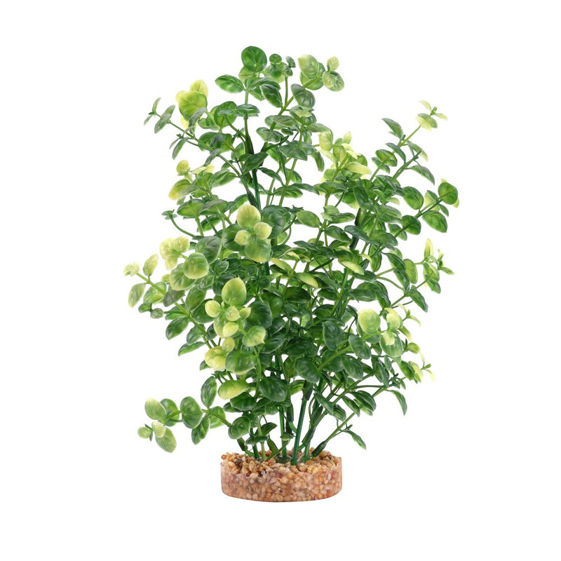 Fluval Plant Bacopa Verde 20cm