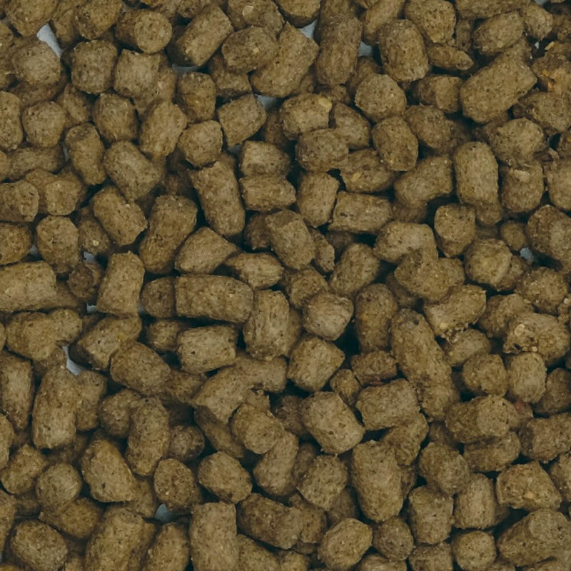 Fluval Bug Bites Agua Fría Pellets,100g